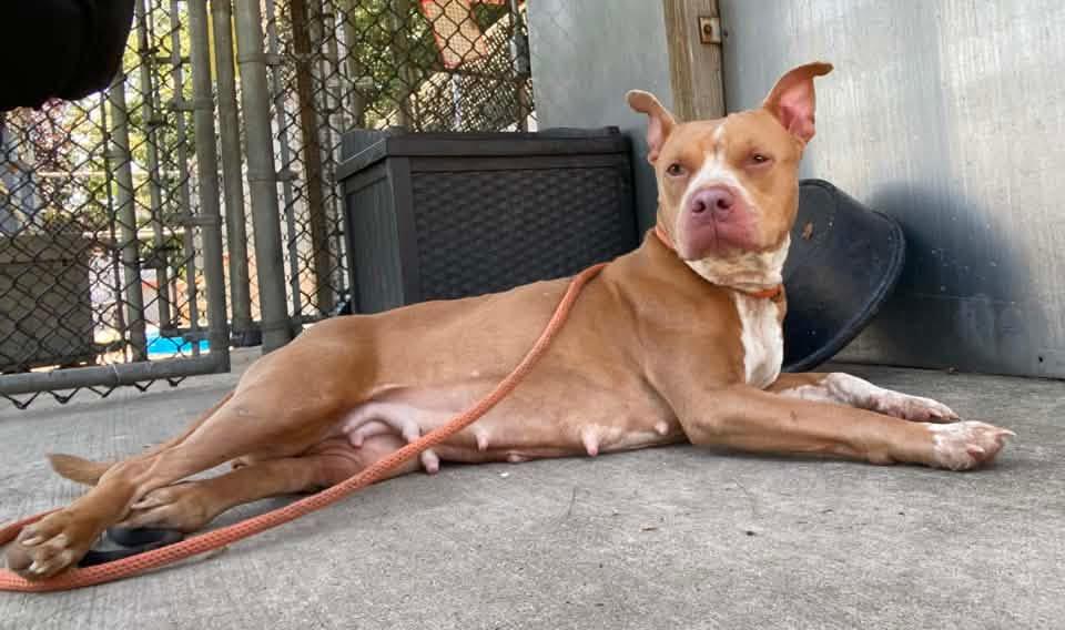 Enlarge Blini, a ADOPTABLE Pit Bull Terrier in Chicago, IL image 3/5