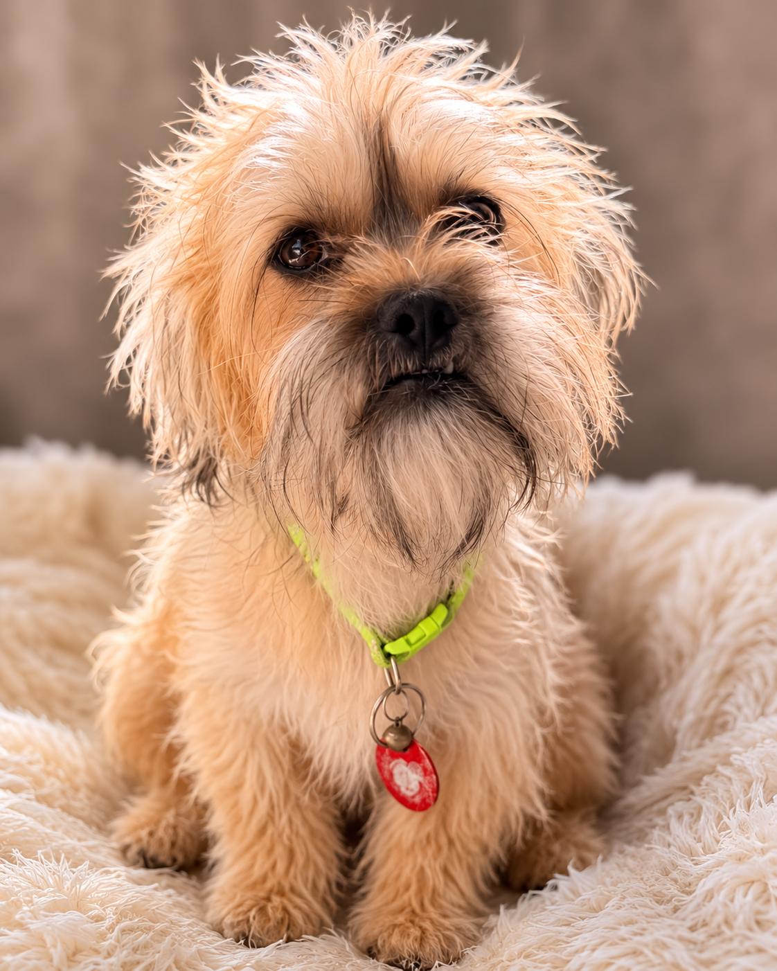 Gretchen, Adopted, Young Female Shih Tzu.
