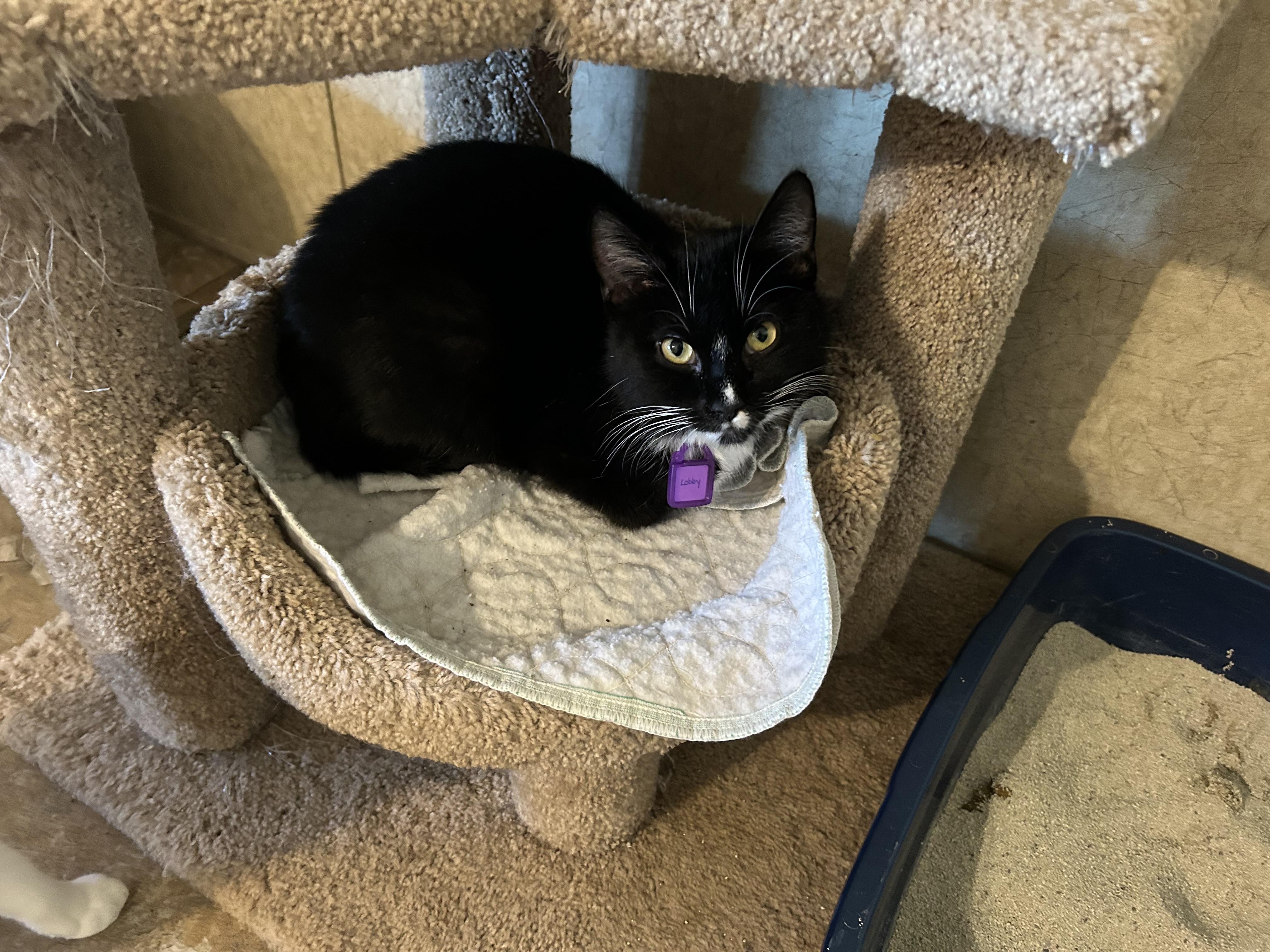 Enlarge Doofus, a Adoptable Domestic Short Hair in La Salle, IL image 2/2