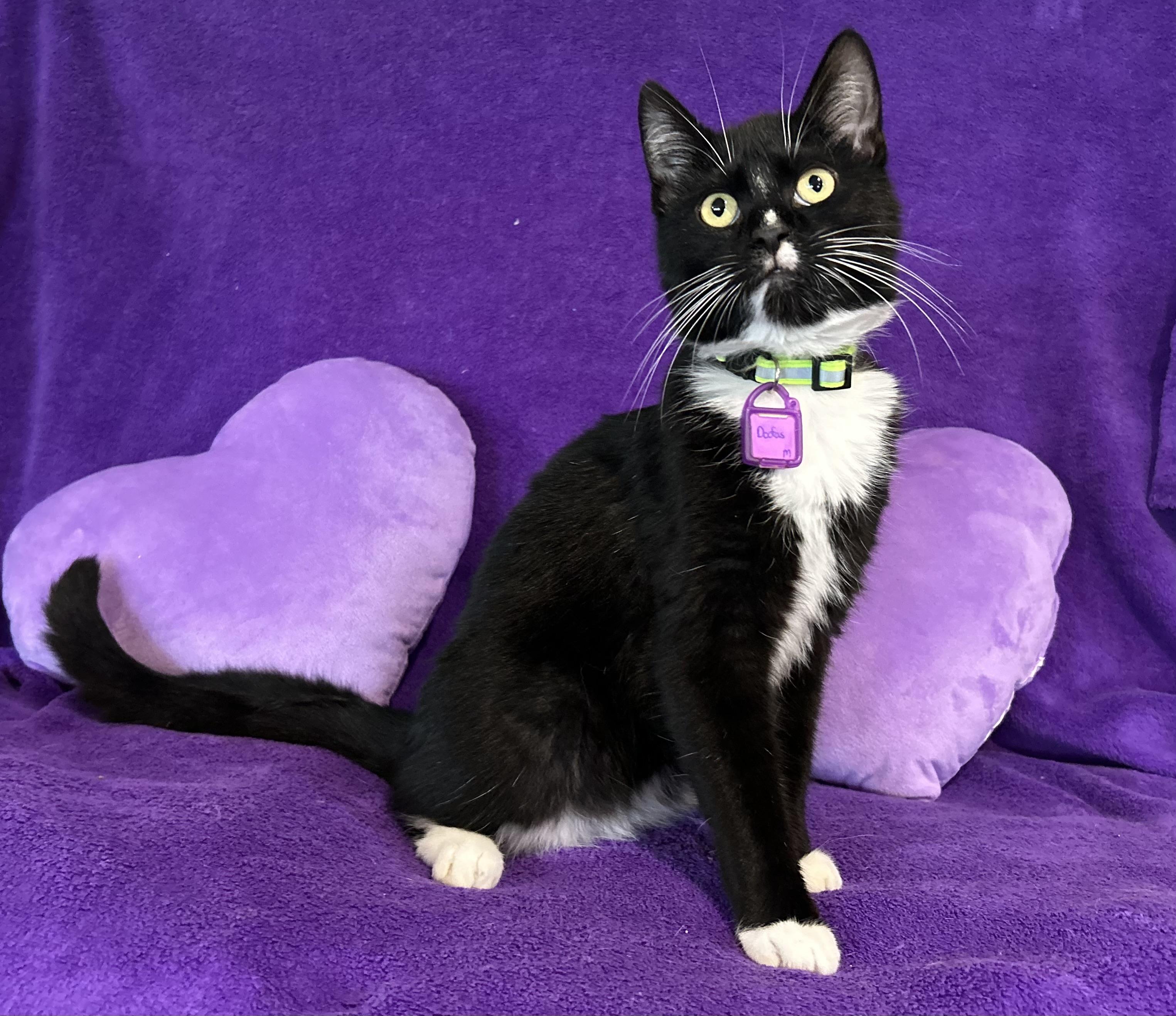 Enlarge Doofus, a Adoptable Domestic Short Hair in La Salle, IL image 1/2