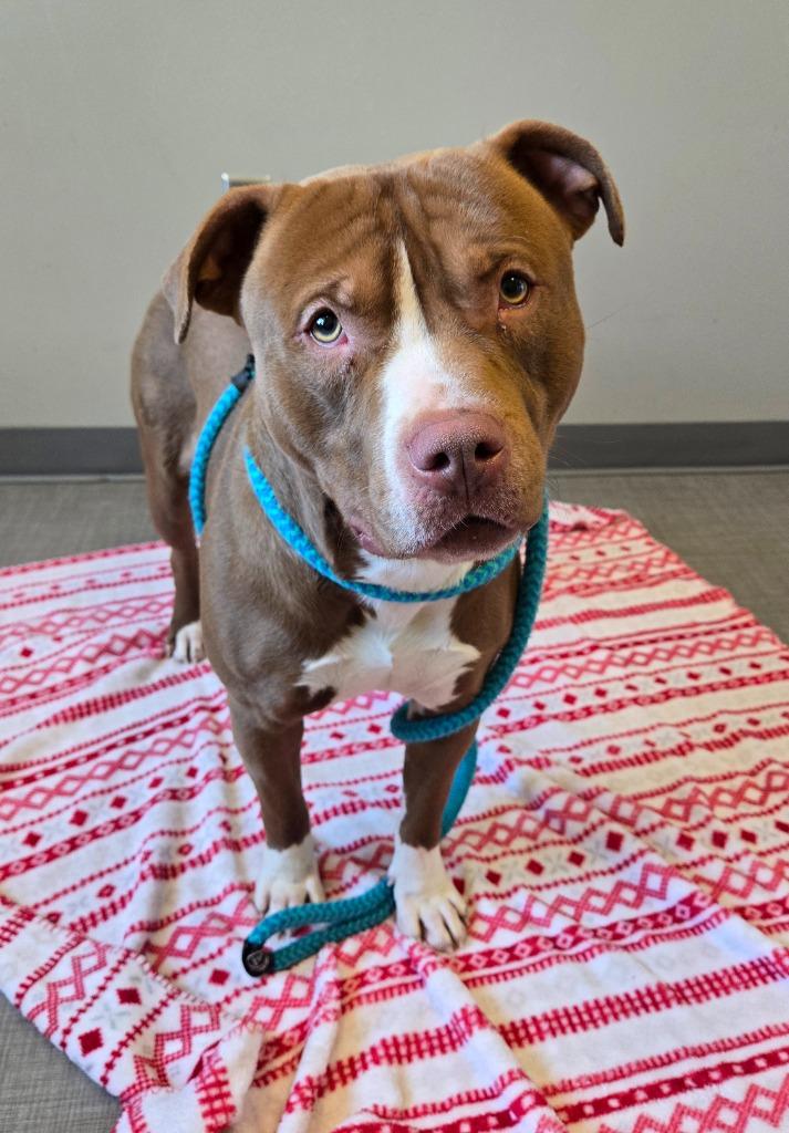 Rooster Yrly 17, Adoptable, Adult Male Pit Bull Terrier.