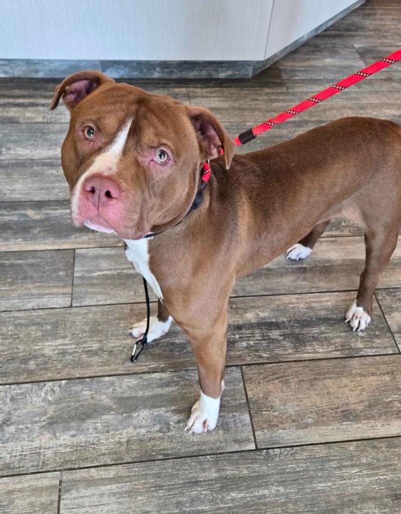 Enlarge Rooster Yrly 17, a Adoptable Pit Bull Terrier in Sidney, OH image 2/3