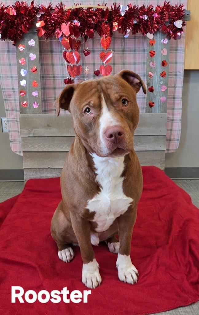 Enlarge Rooster Yrly 17, a Adoptable Pit Bull Terrier in Sidney, OH image 3/3