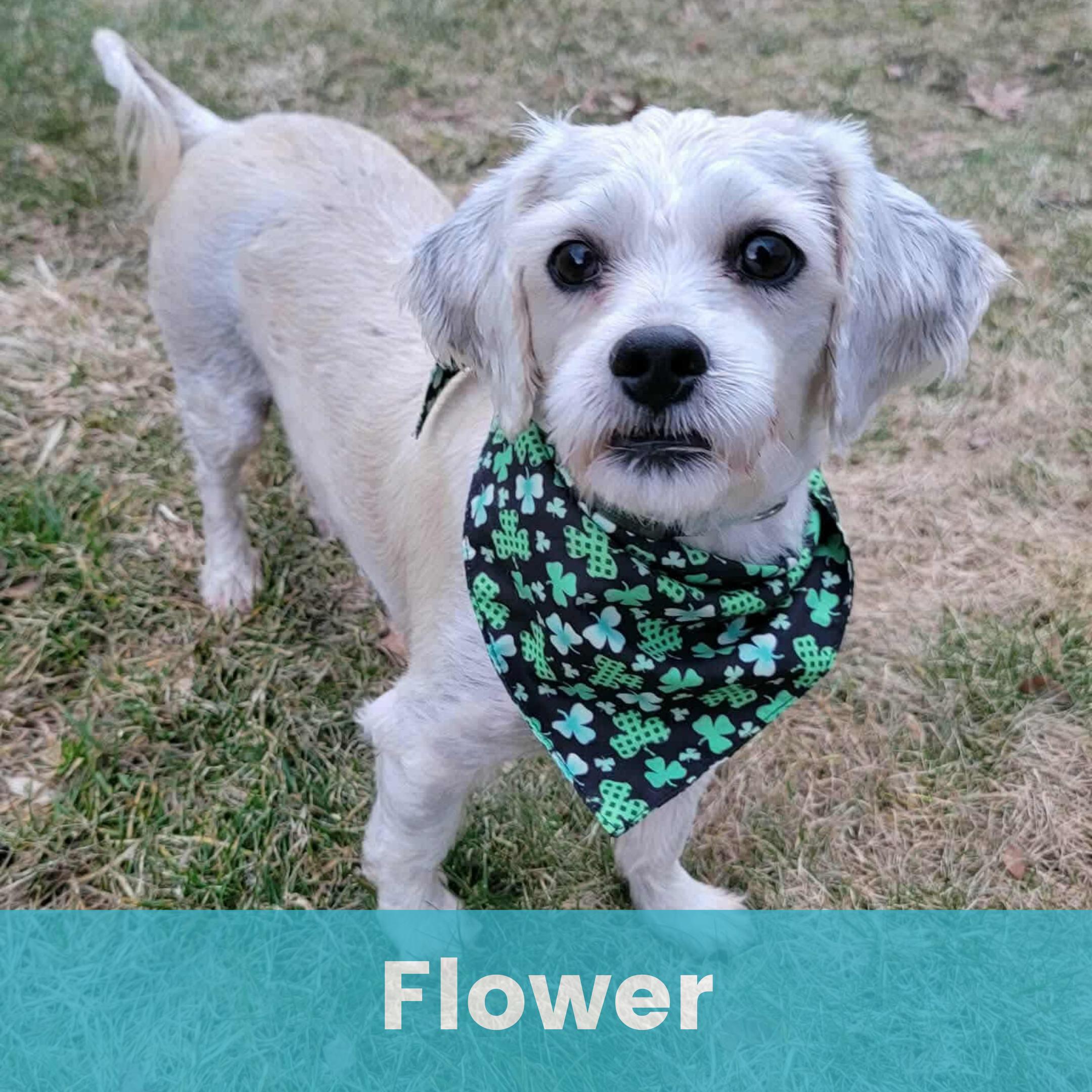 Flower — thumbnail 3