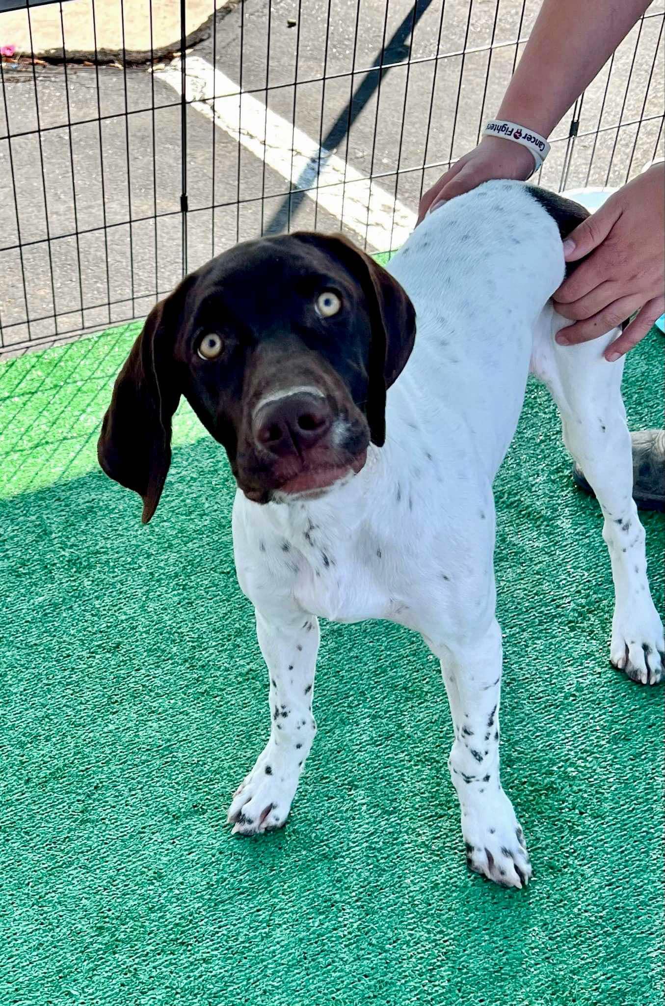 Tucker Petmore, Adoptable, Young Male German Shorthaired Pointer.