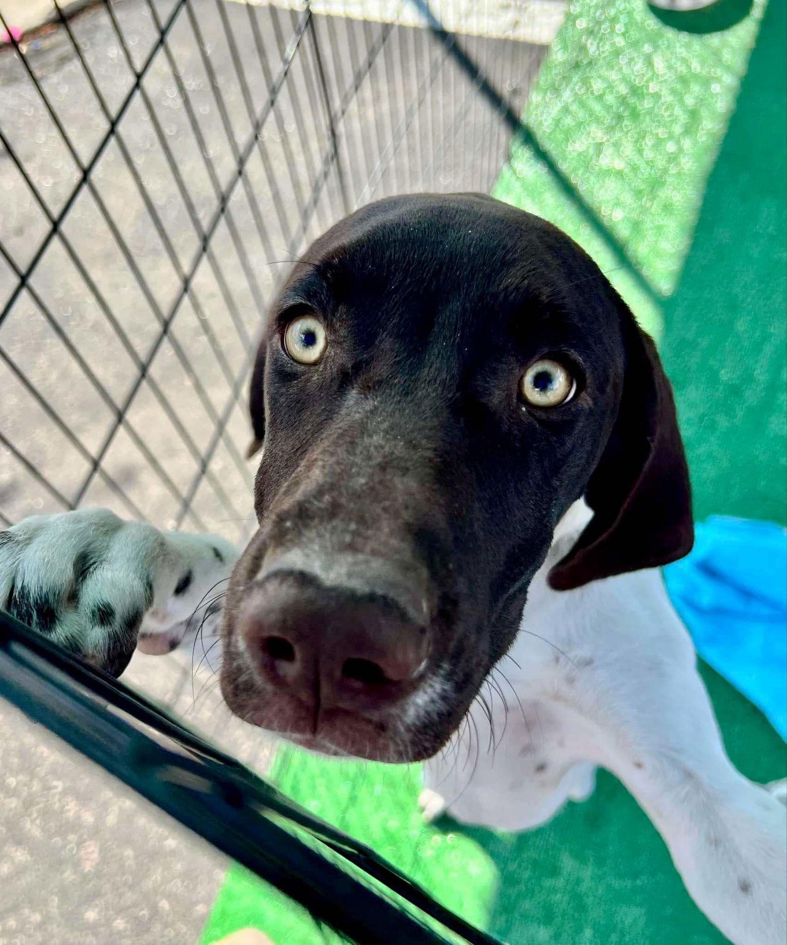Enlarge Tucker Petmore, a Adopted German Shorthaired Pointer in Chandler, AZ image 4/4