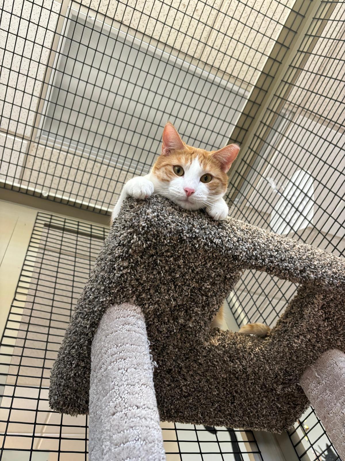 Burt, Jerry, & Sally, a Adoptable mixed breed in Redwood City, CA image 6/6