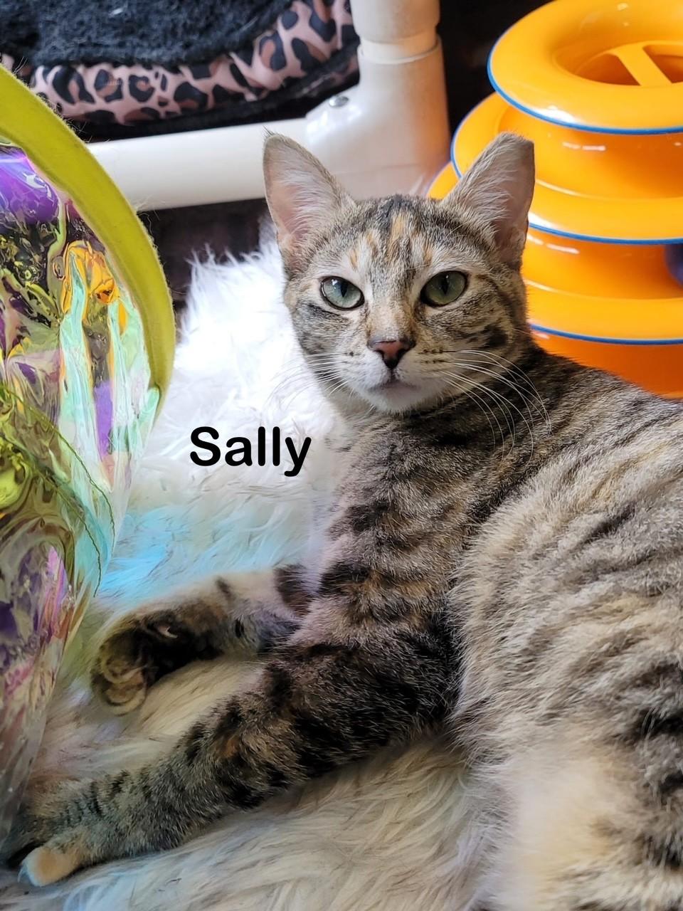 Burt, Jerry, & Sally, a Adoptable mixed breed in Redwood City, CA image 5/6