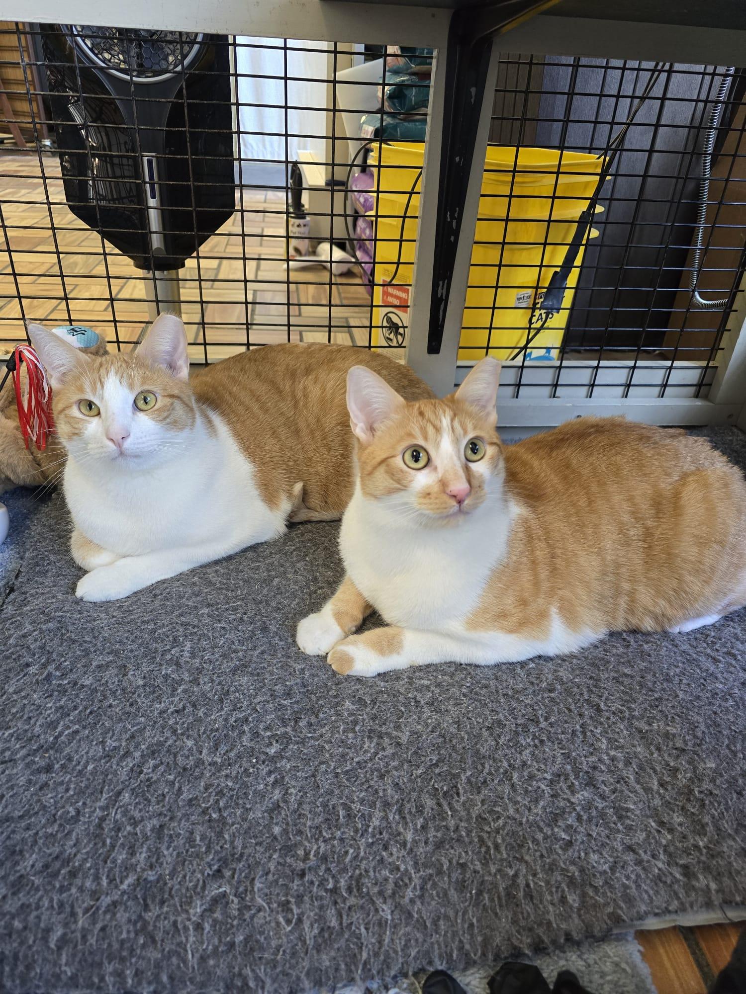 Burt, Jerry, & Sally, Adoptable, Adult Male Tabby & Dilute Tortoiseshell.