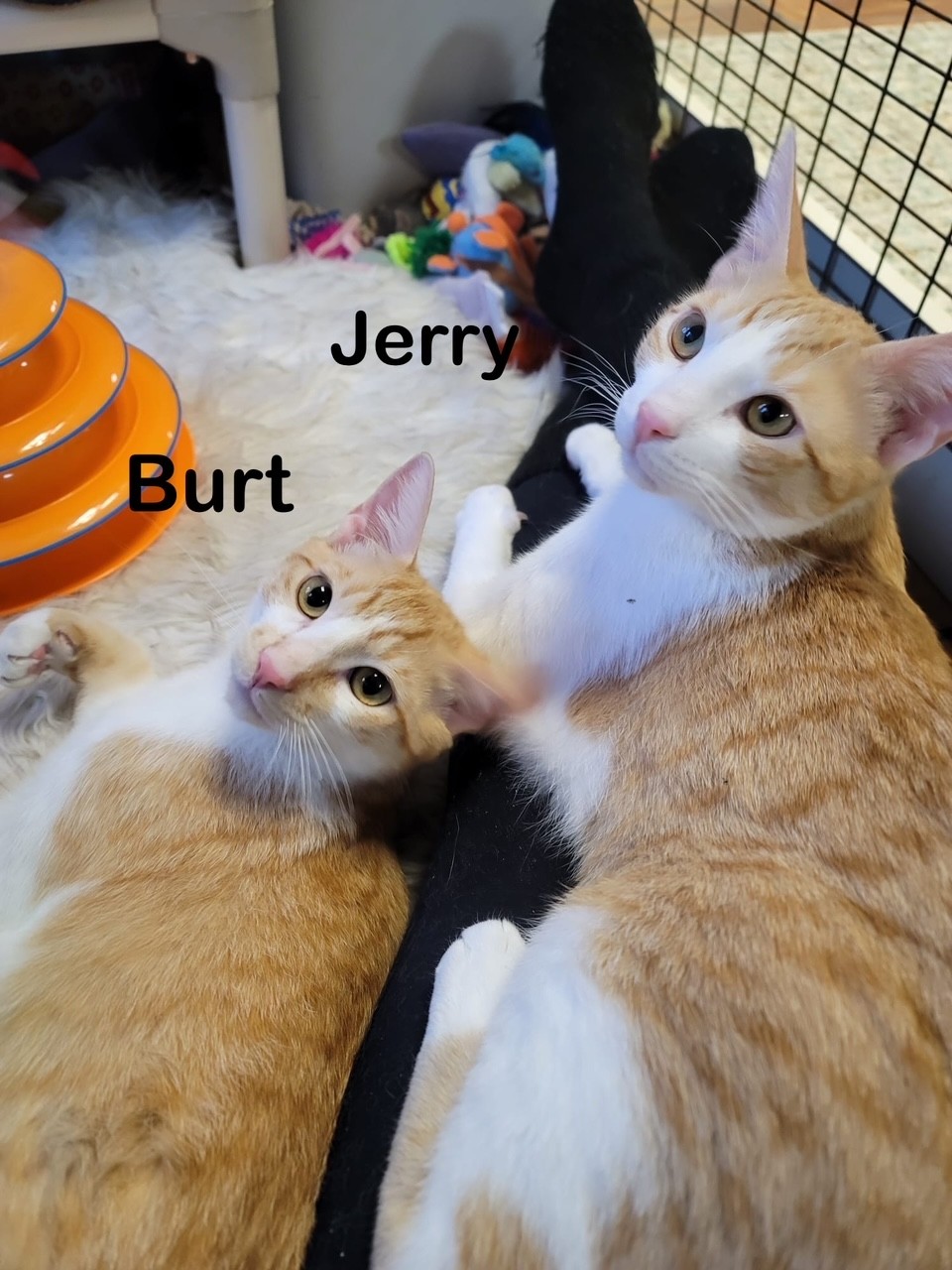 Burt, Jerry, & Sally, a Adoptable mixed breed in Redwood City, CA image 3/6