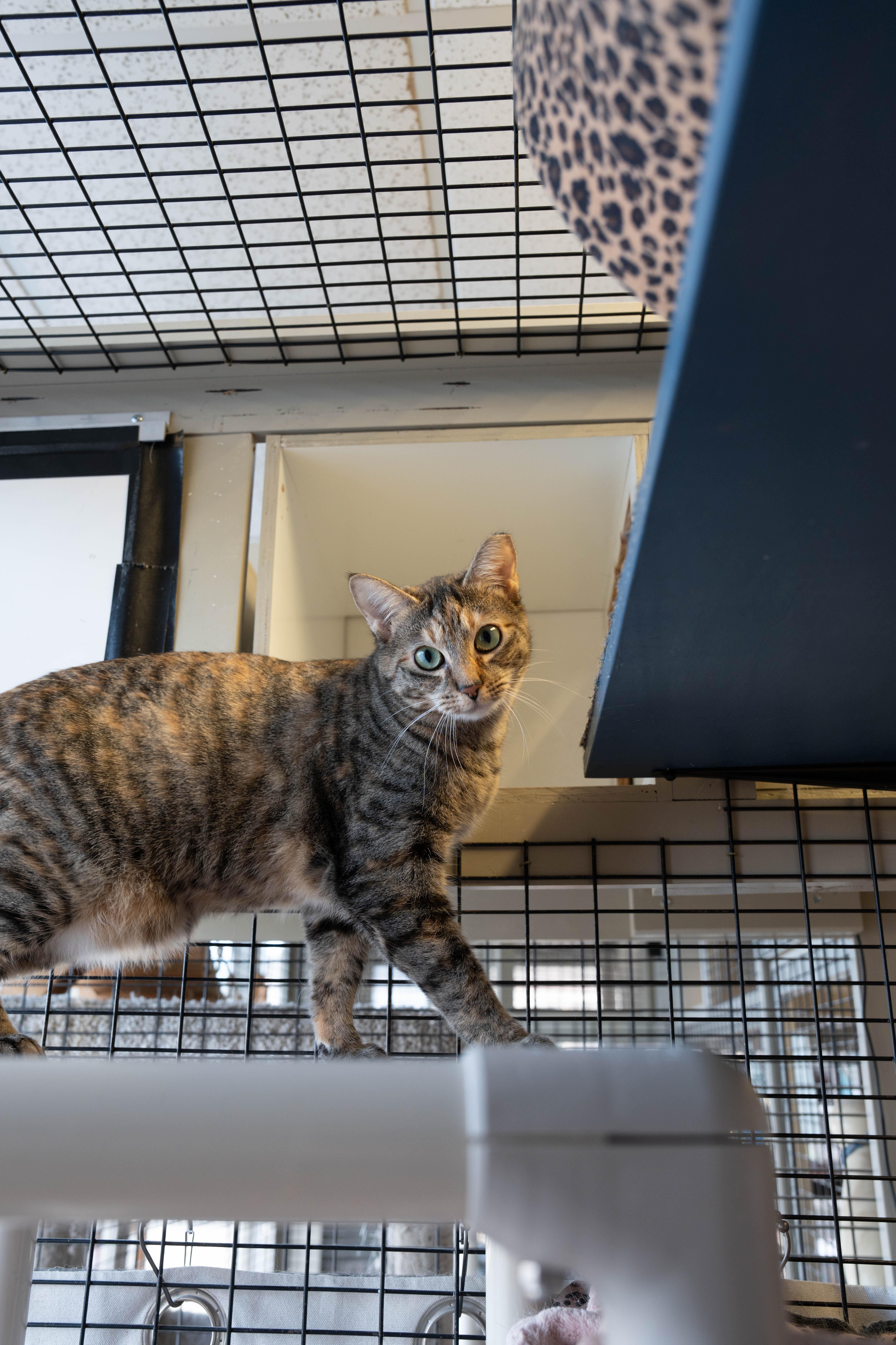 Burt, Jerry, & Sally, a Adoptable mixed breed in Redwood City, CA image 2/6