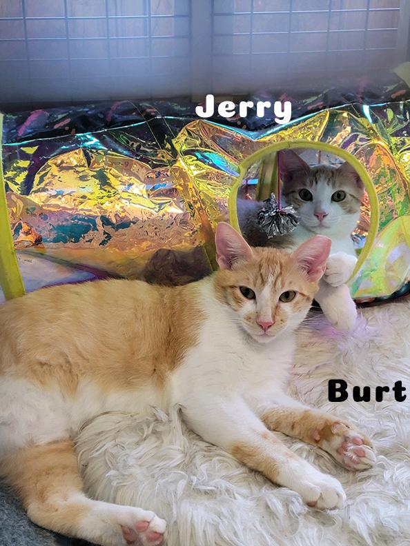 Burt, Jerry, & Sally, a Adoptable mixed breed in Redwood City, CA image 4/6