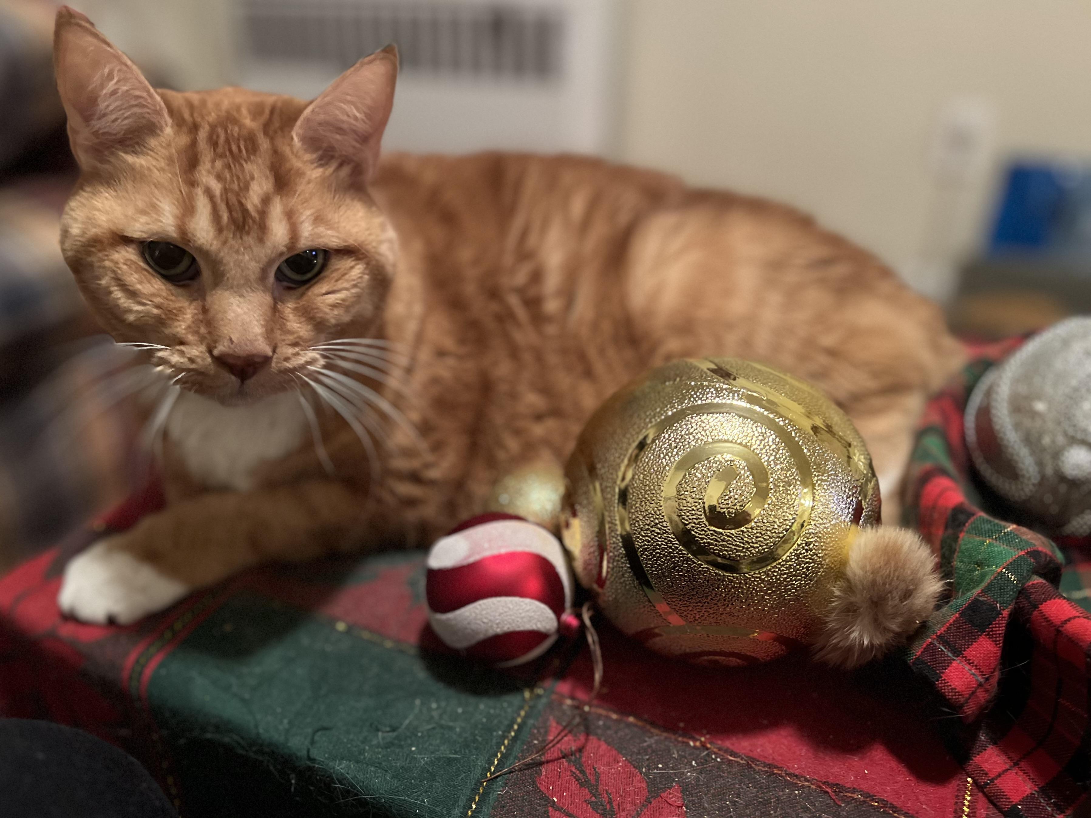 Mr. CC - sweet senior — thumbnail 2