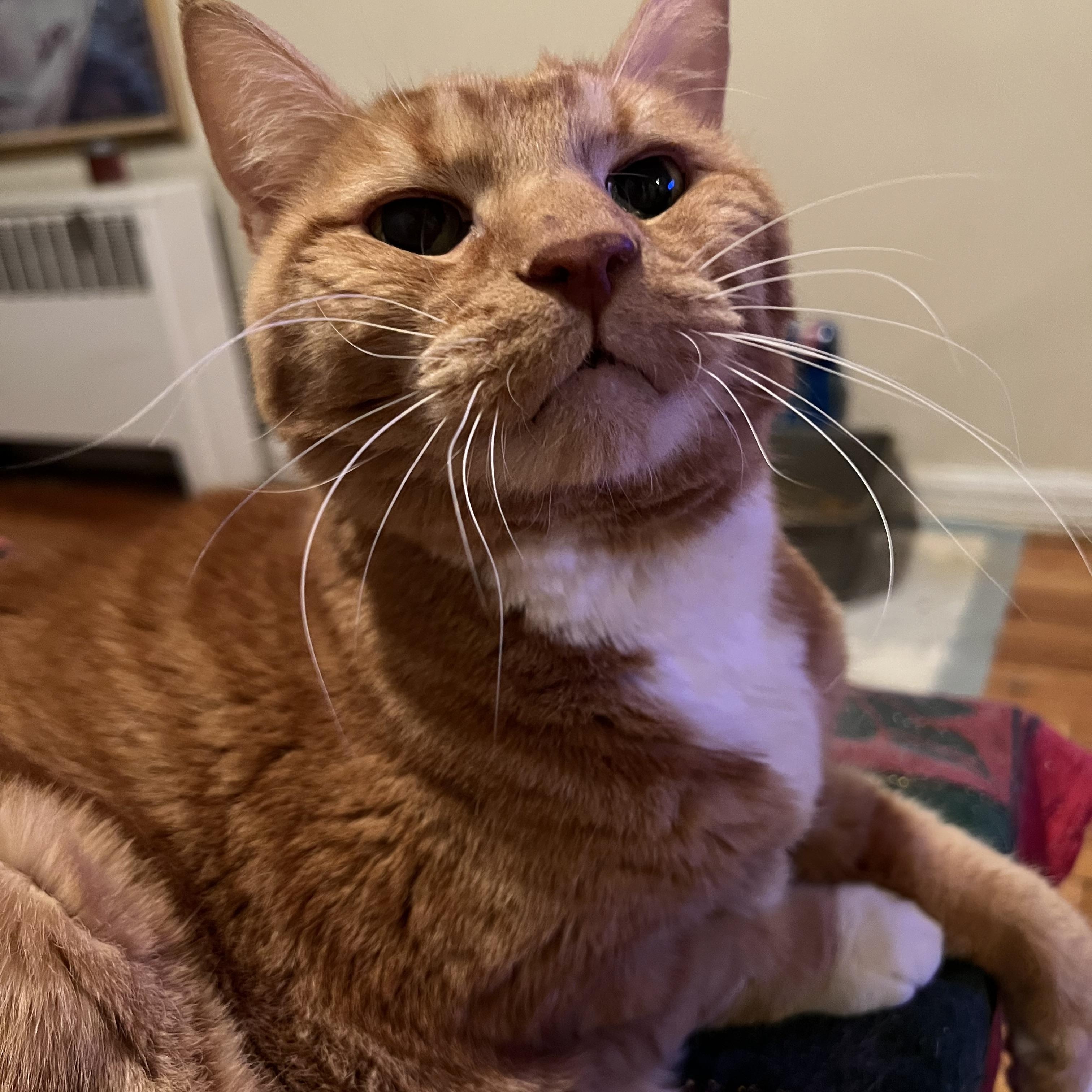 Mr. CC - sweet senior — thumbnail 3