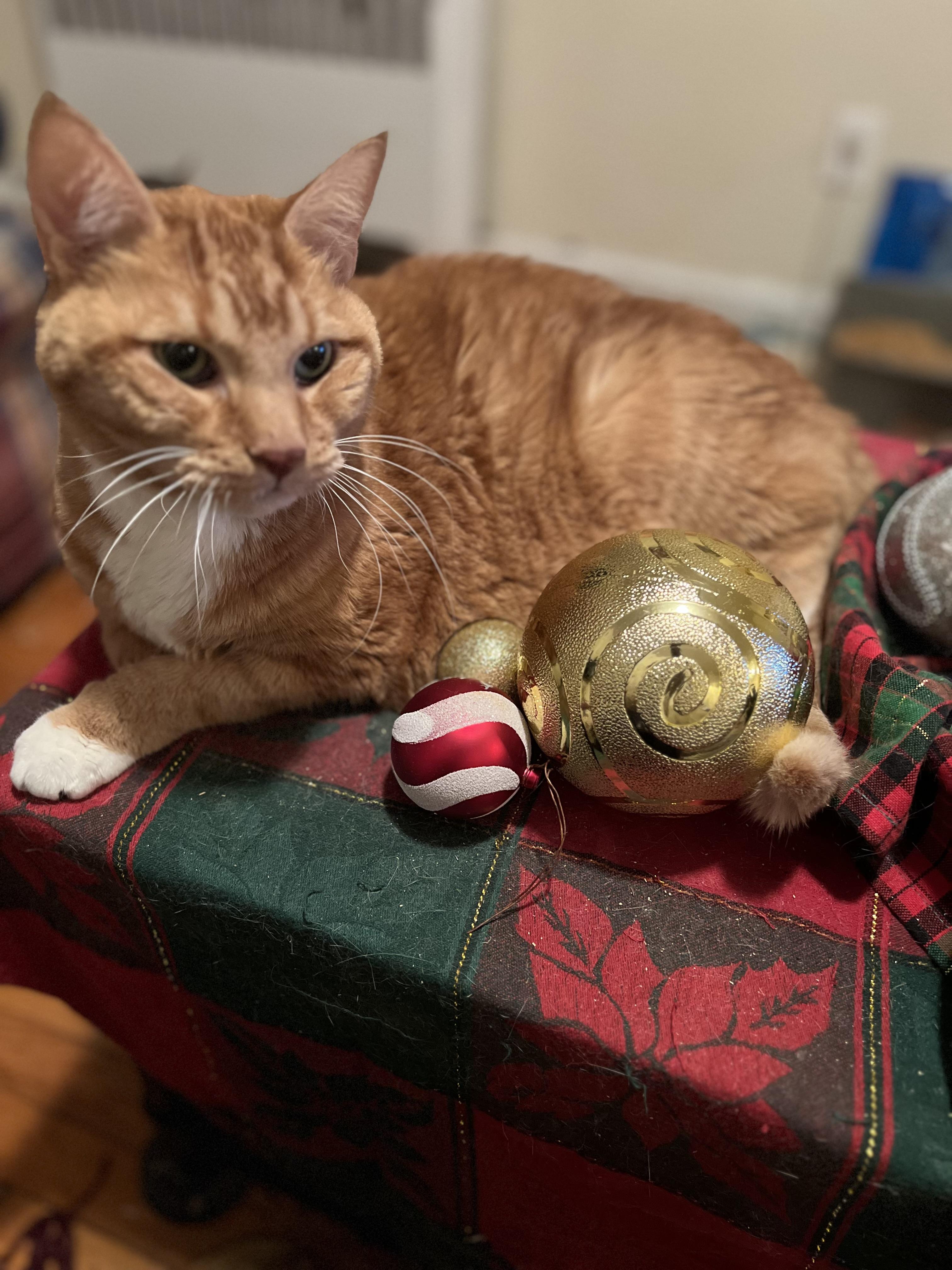 Mr. CC - sweet senior — thumbnail 4