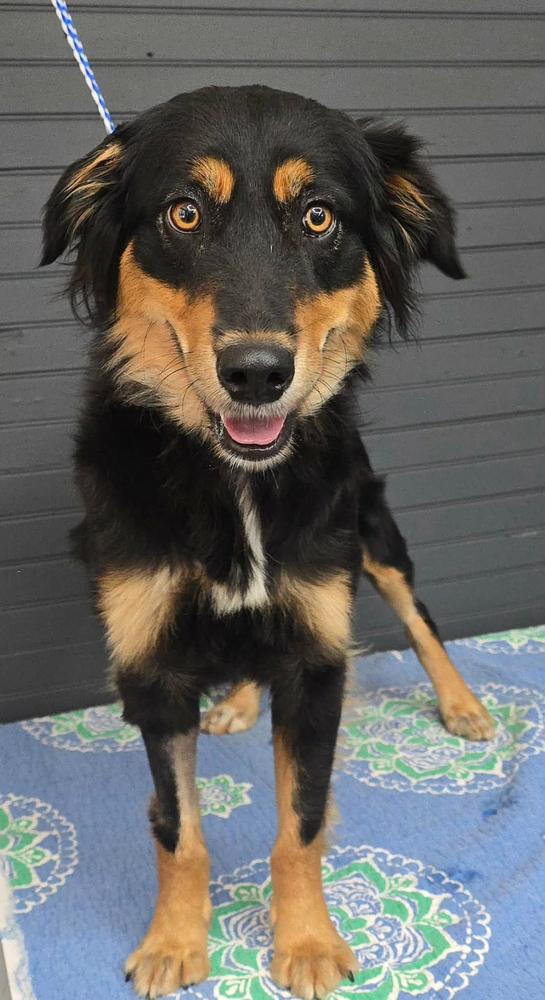 Rachel, Adoptable, Young Female Australian Shepherd & Spaniel.