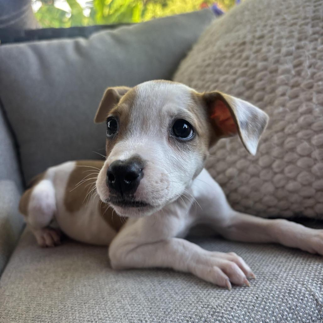 Sprout, Adoptable, Puppy Female Jack Russell Terrier & Whippet.
