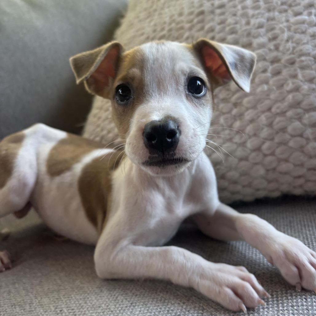 Enlarge Sprout, a Adoptable mixed breed in Cordova, TN image 2/3