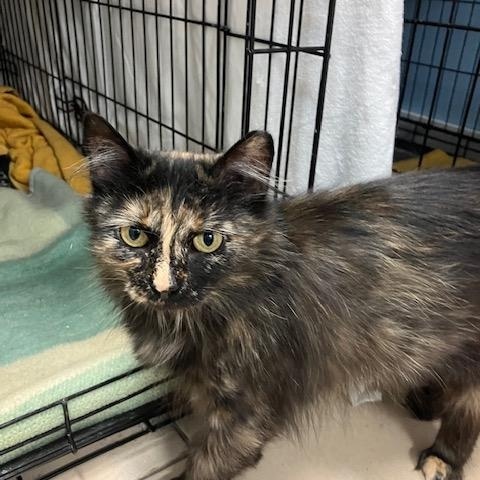 Enlarge Sassy, a Adoptable Domestic Medium Hair in Shippensburg, PA image 2/3