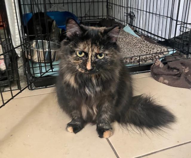 Enlarge Sassy, a Adoptable Domestic Medium Hair in Shippensburg, PA image 1/3