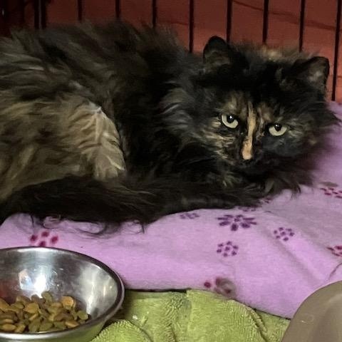 Enlarge Sassy, a Adoptable Domestic Medium Hair in Shippensburg, PA image 3/3
