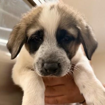 Zuko, Adoptable, Puppy Male Anatolian Shepherd.