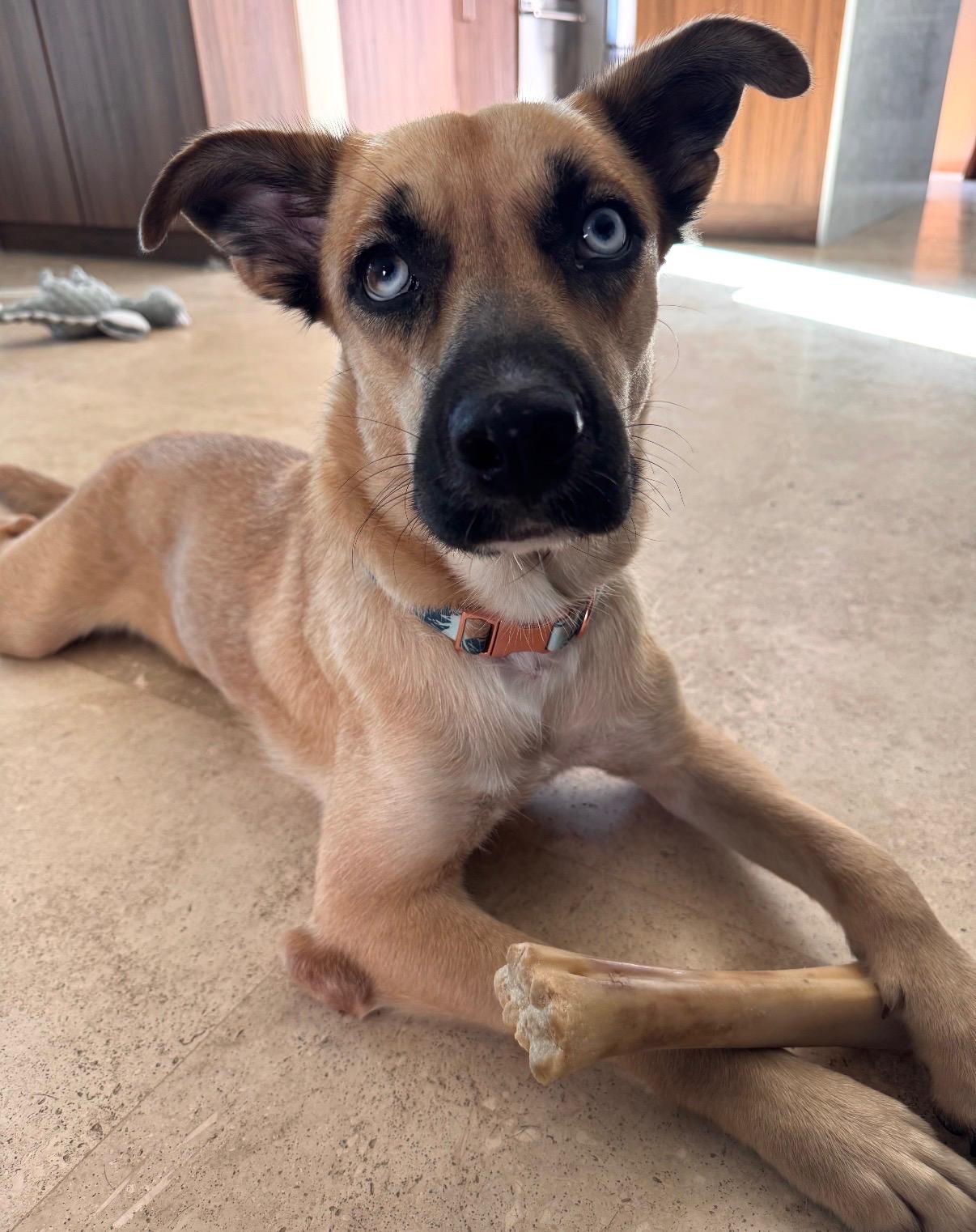 Maybel - The Shy Sweetie, a Adoptable mixed breed in FALMOUTH, ME image 4/5