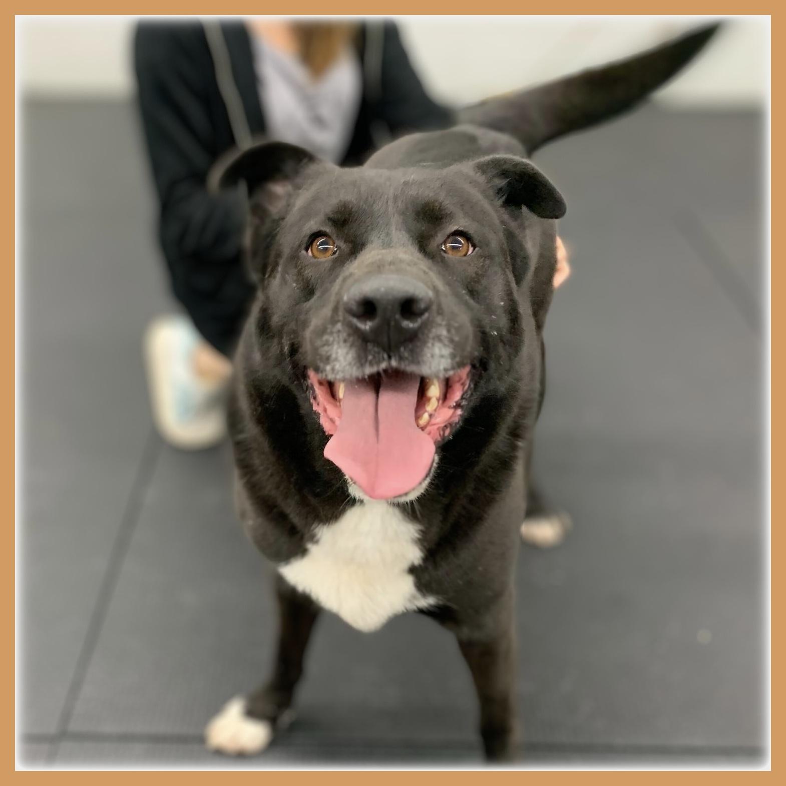 Enlarge Logan, a Adoptable mixed breed in Rancho Palos Verdes, CA image 4/6