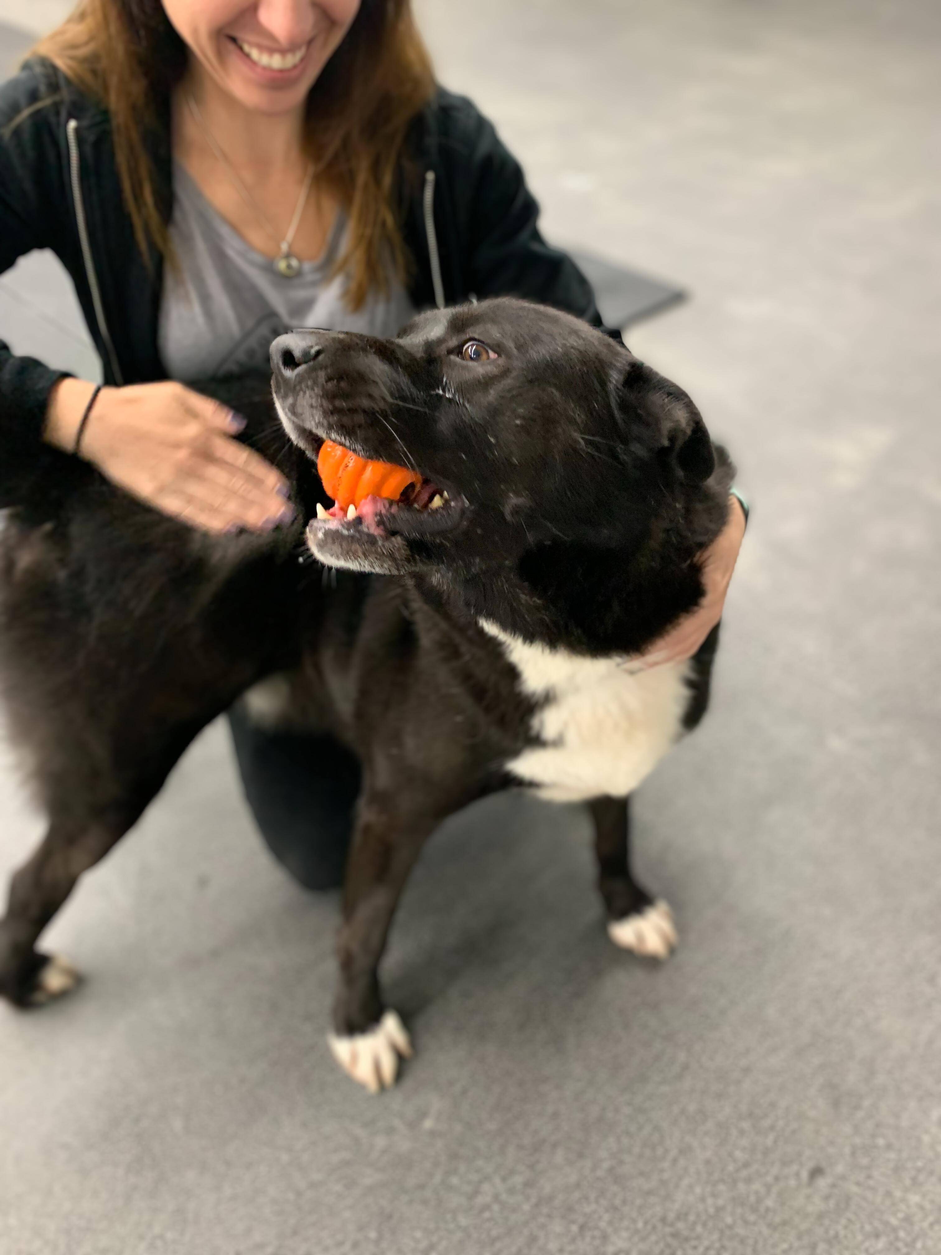 Enlarge Logan, a Adoptable mixed breed in Rancho Palos Verdes, CA image 3/6