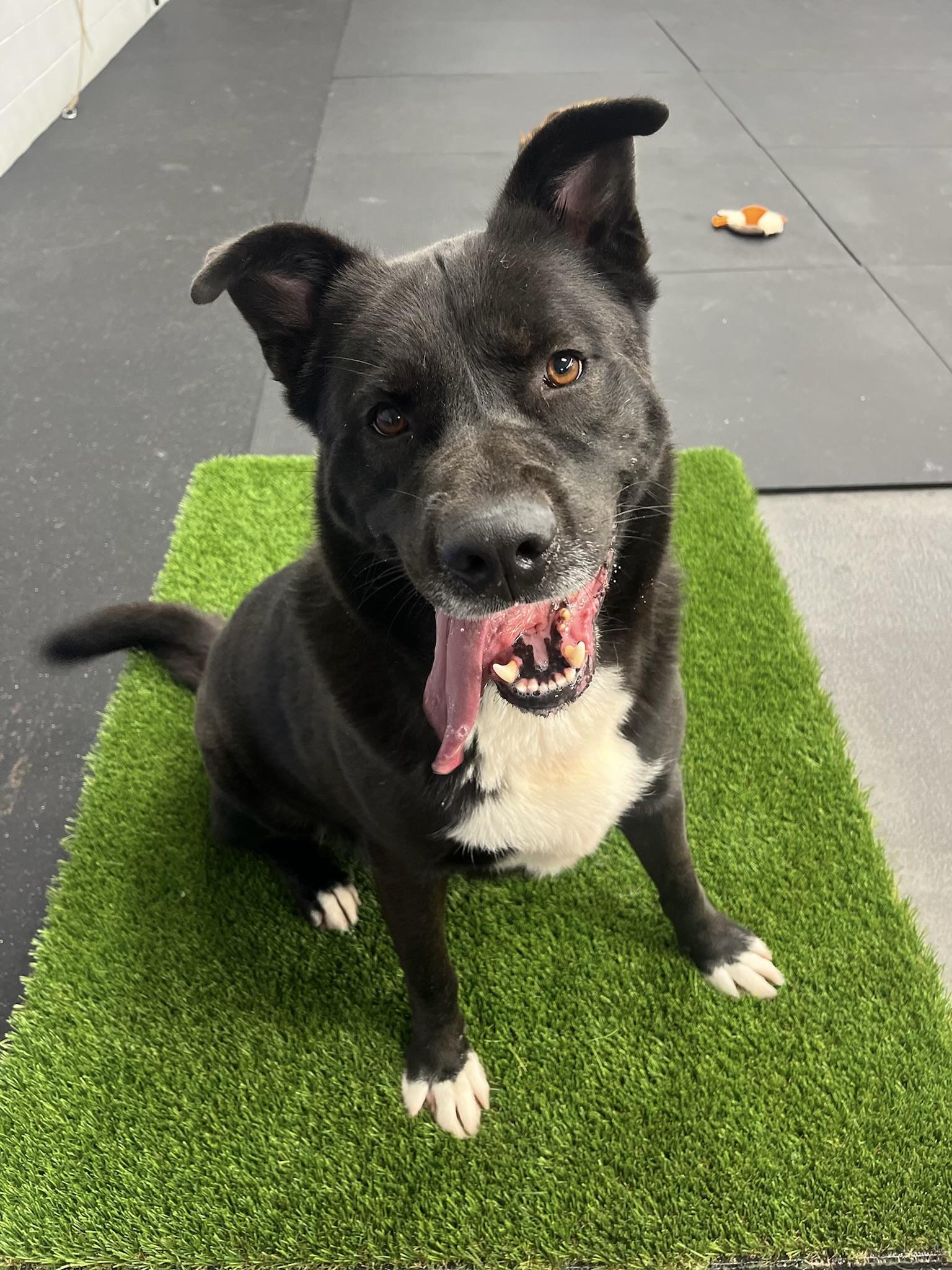 Enlarge Logan, a Adoptable mixed breed in Rancho Palos Verdes, CA image 6/6