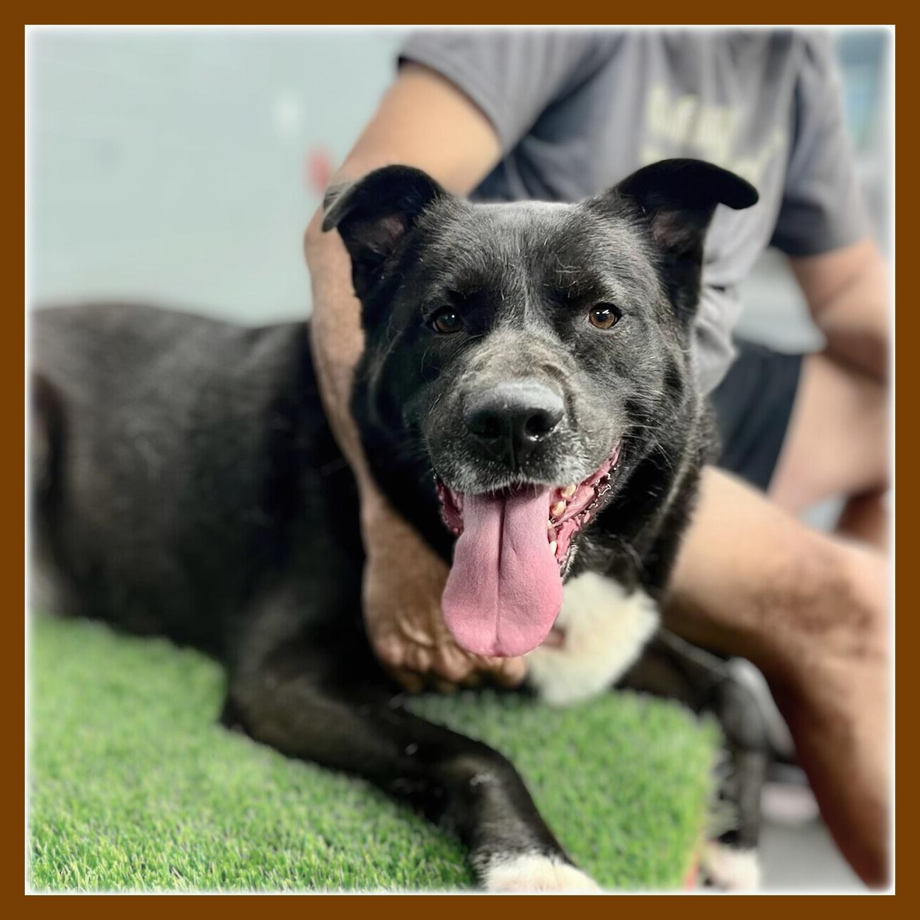 Enlarge Logan, a Adoptable mixed breed in Rancho Palos Verdes, CA image 1/6