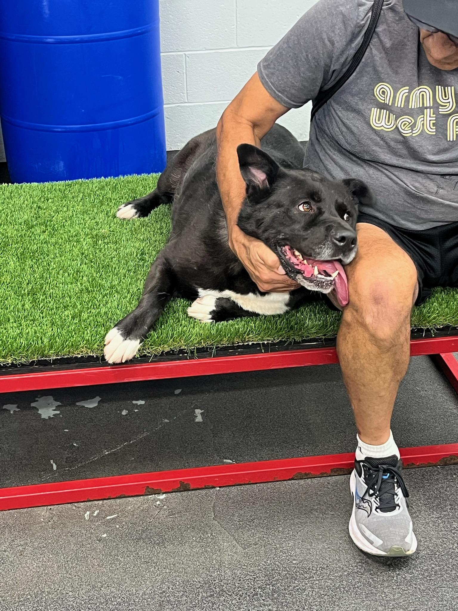 Enlarge Logan, a Adoptable mixed breed in Rancho Palos Verdes, CA image 5/6