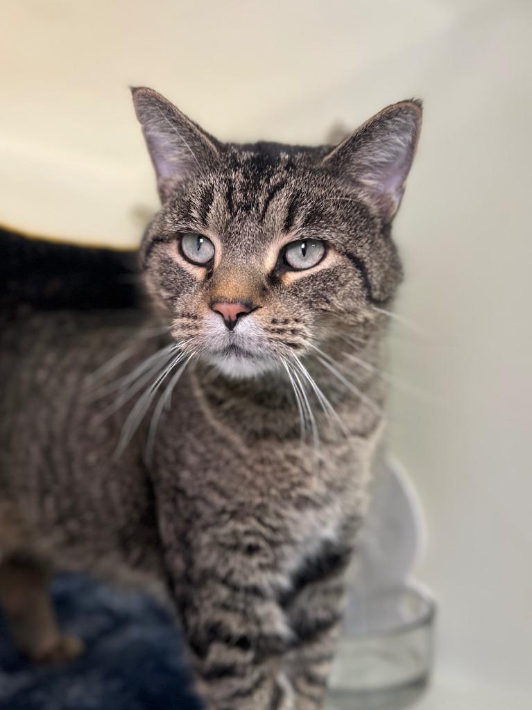 Zubin, Adoptable, Adult Male Domestic Short Hair.