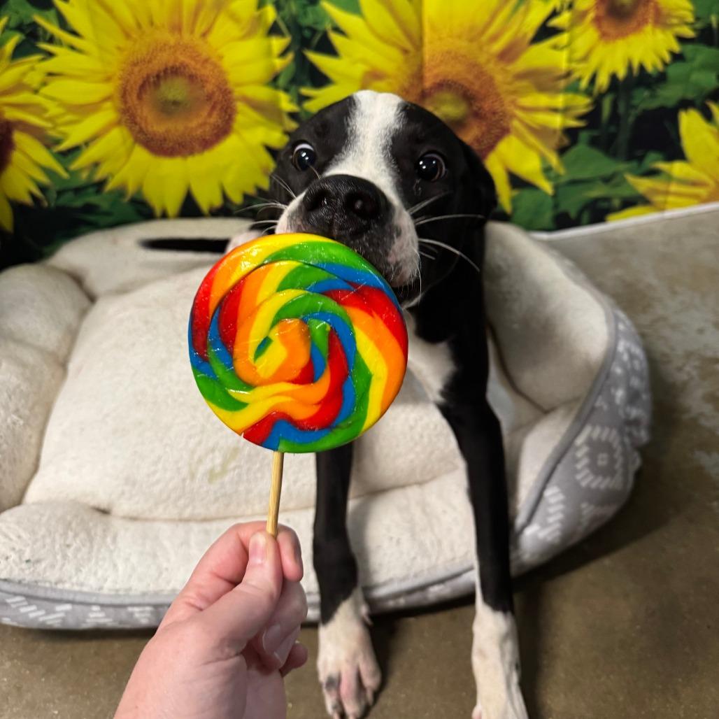 Tater, Adoptable, Young Male Bull Terrier & Mixed Breed.