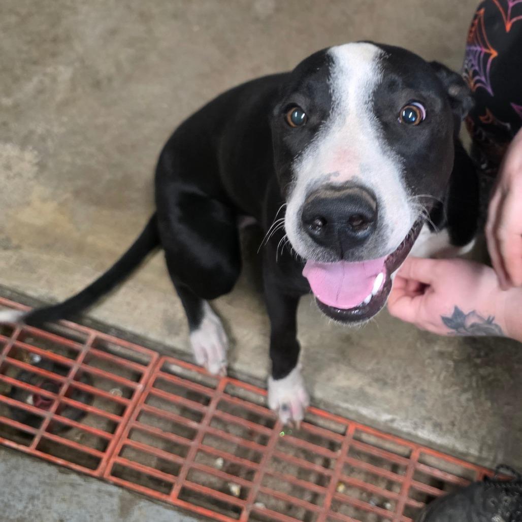 Enlarge Tater, a Adoptable mixed breed in Eureka Springs, AR image 2/6