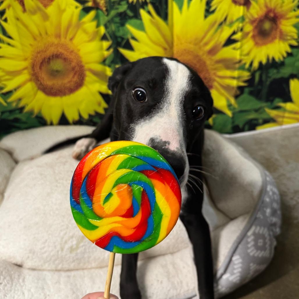 Enlarge Tater, a Adoptable mixed breed in Eureka Springs, AR image 3/6