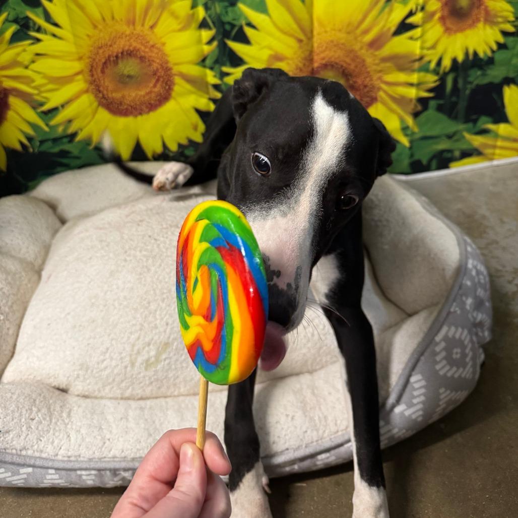 Enlarge Tater, a Adoptable mixed breed in Eureka Springs, AR image 4/6