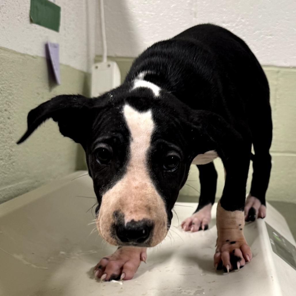 Enlarge Tater, a Adoptable mixed breed in Eureka Springs, AR image 5/6