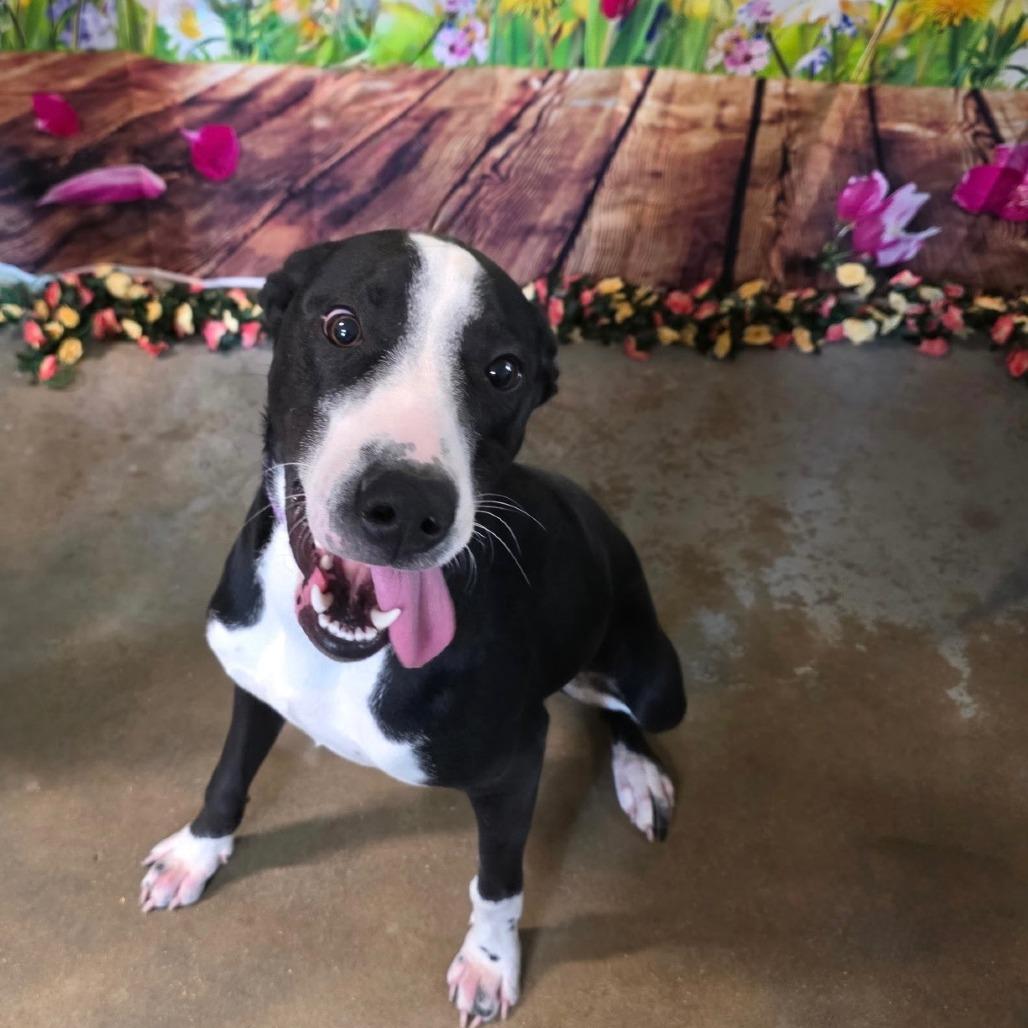 Enlarge Tater, a Adoptable mixed breed in Eureka Springs, AR image 6/6