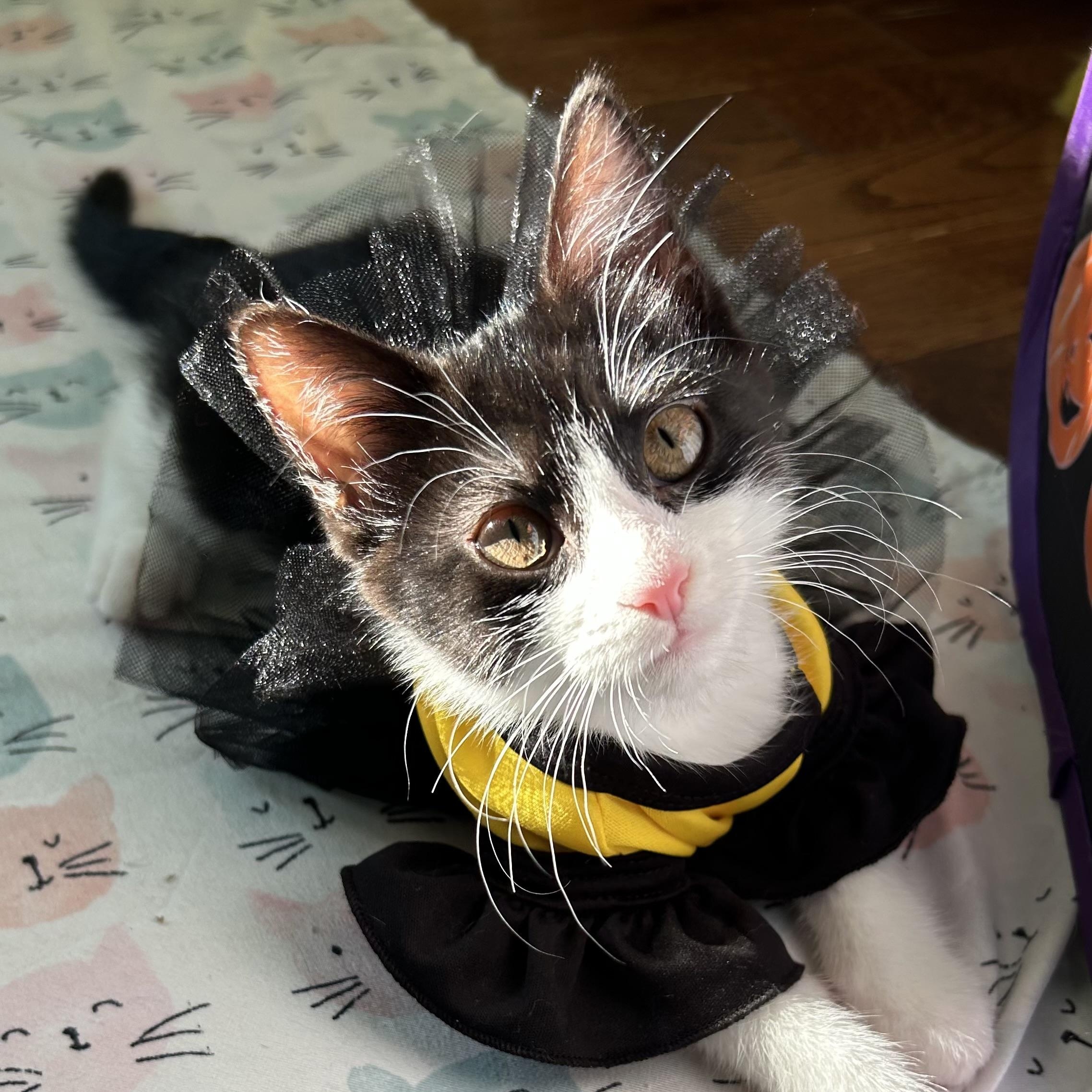 Enlarge Franny, a Adoptable Domestic Short Hair in Salt Point, NY image 1/3