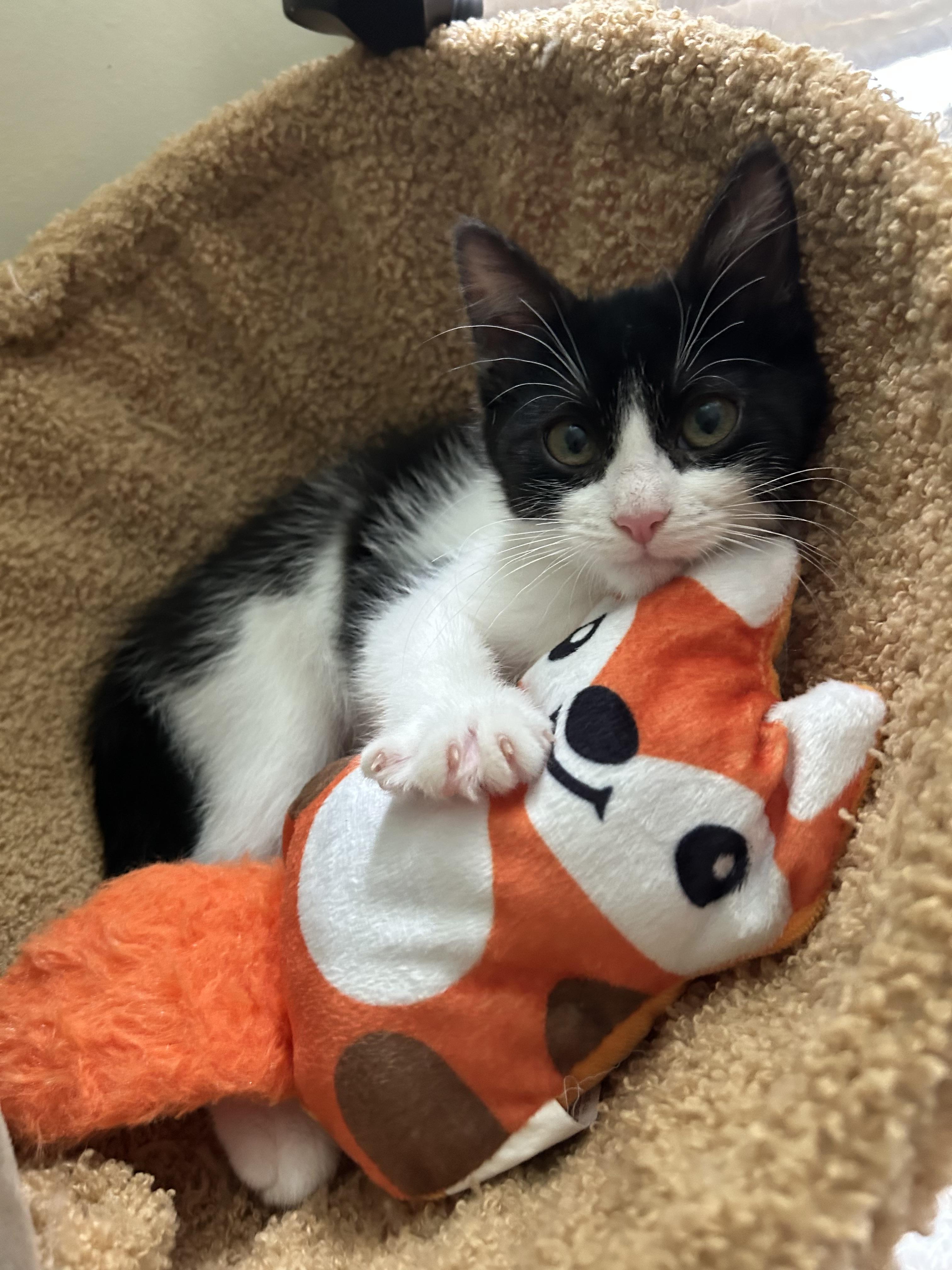 Enlarge Franny, a Adoptable Domestic Short Hair in Salt Point, NY image 2/3