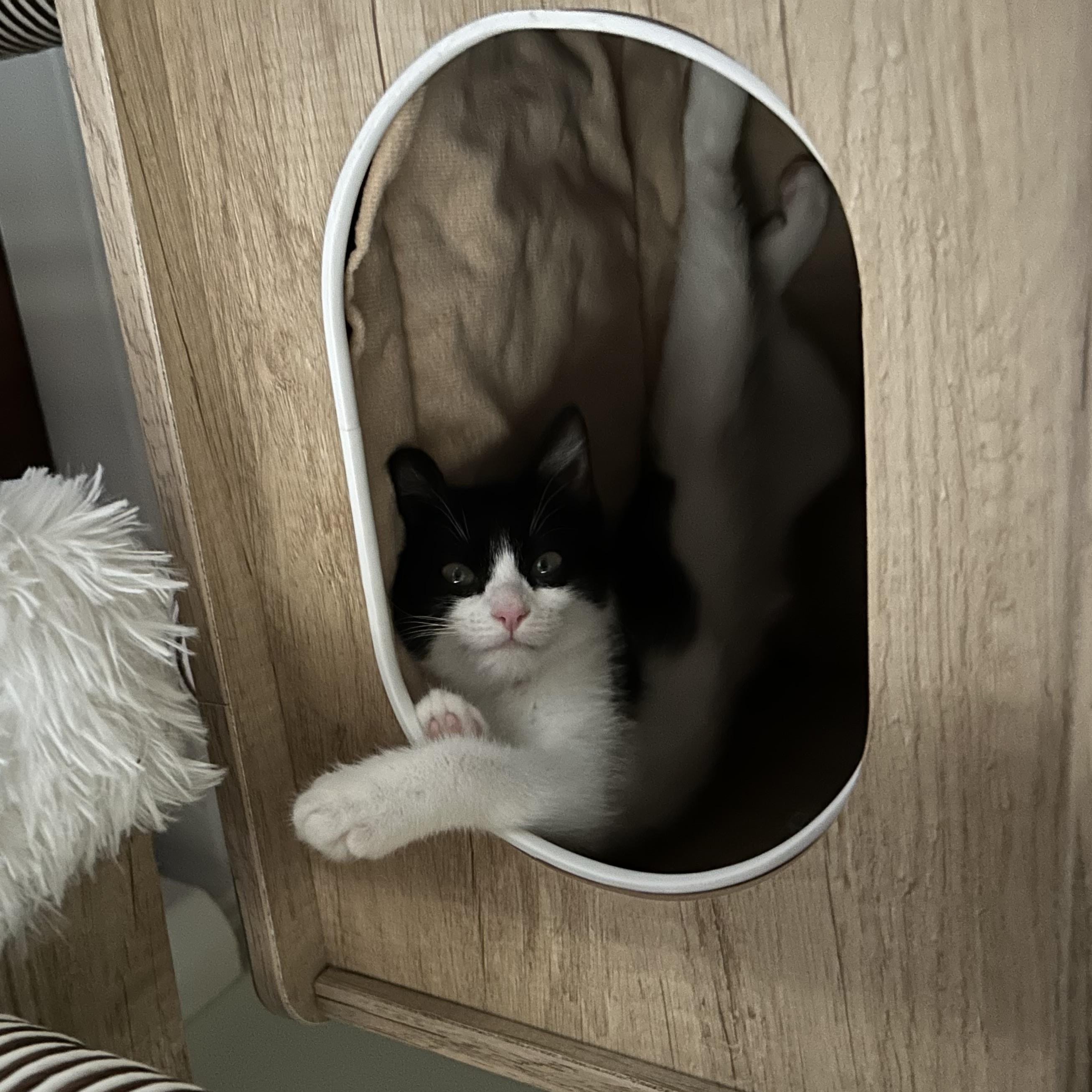 Enlarge Franny, a Adoptable Domestic Short Hair in Salt Point, NY image 3/3