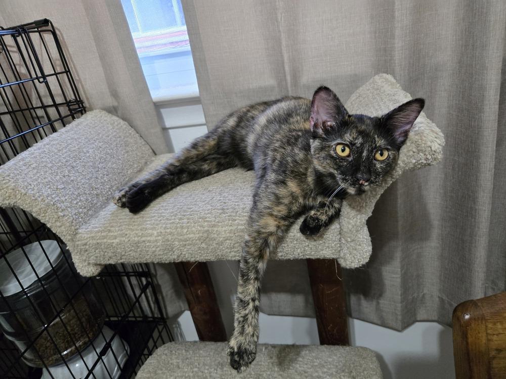 Enlarge Lucy, a Adoptable mixed breed in Plymouth, MI image 1/6