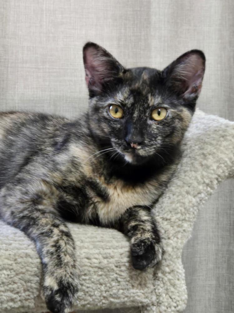 Enlarge Lucy, a Adoptable mixed breed in Plymouth, MI image 2/6