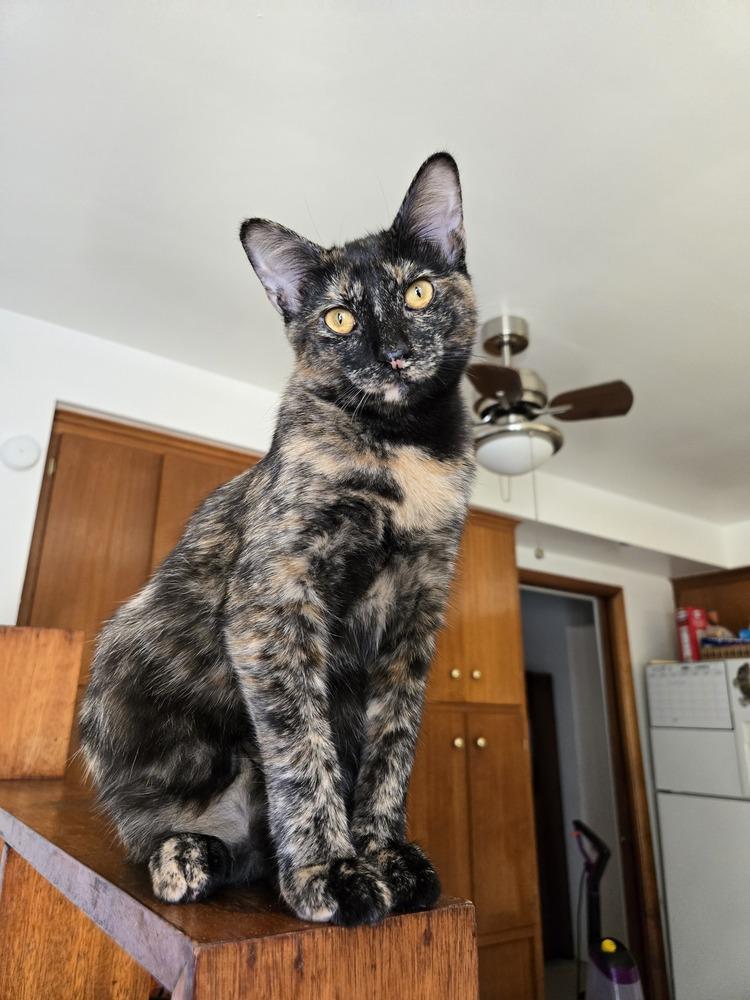 Enlarge Lucy, a Adoptable mixed breed in Plymouth, MI image 4/6