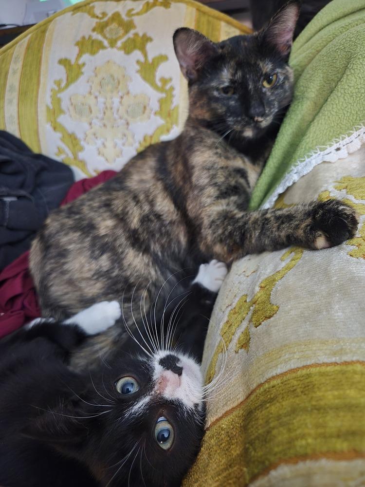 Lucy, Adoptable, Young Female Domestic Short Hair.