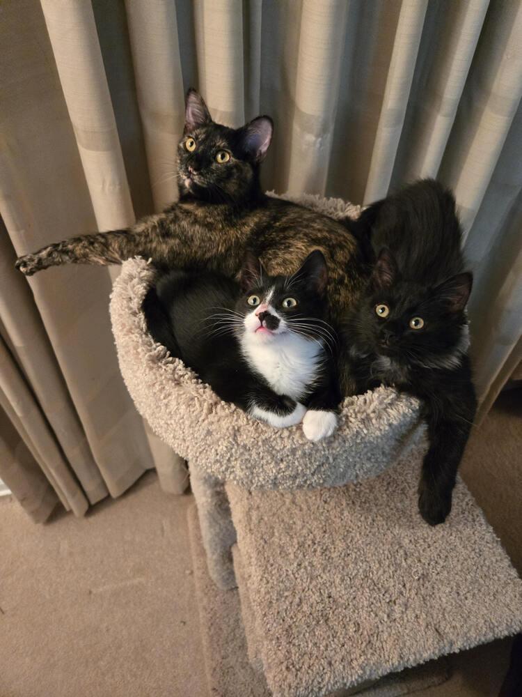 Enlarge Lucy, a Adoptable mixed breed in Plymouth, MI image 6/6