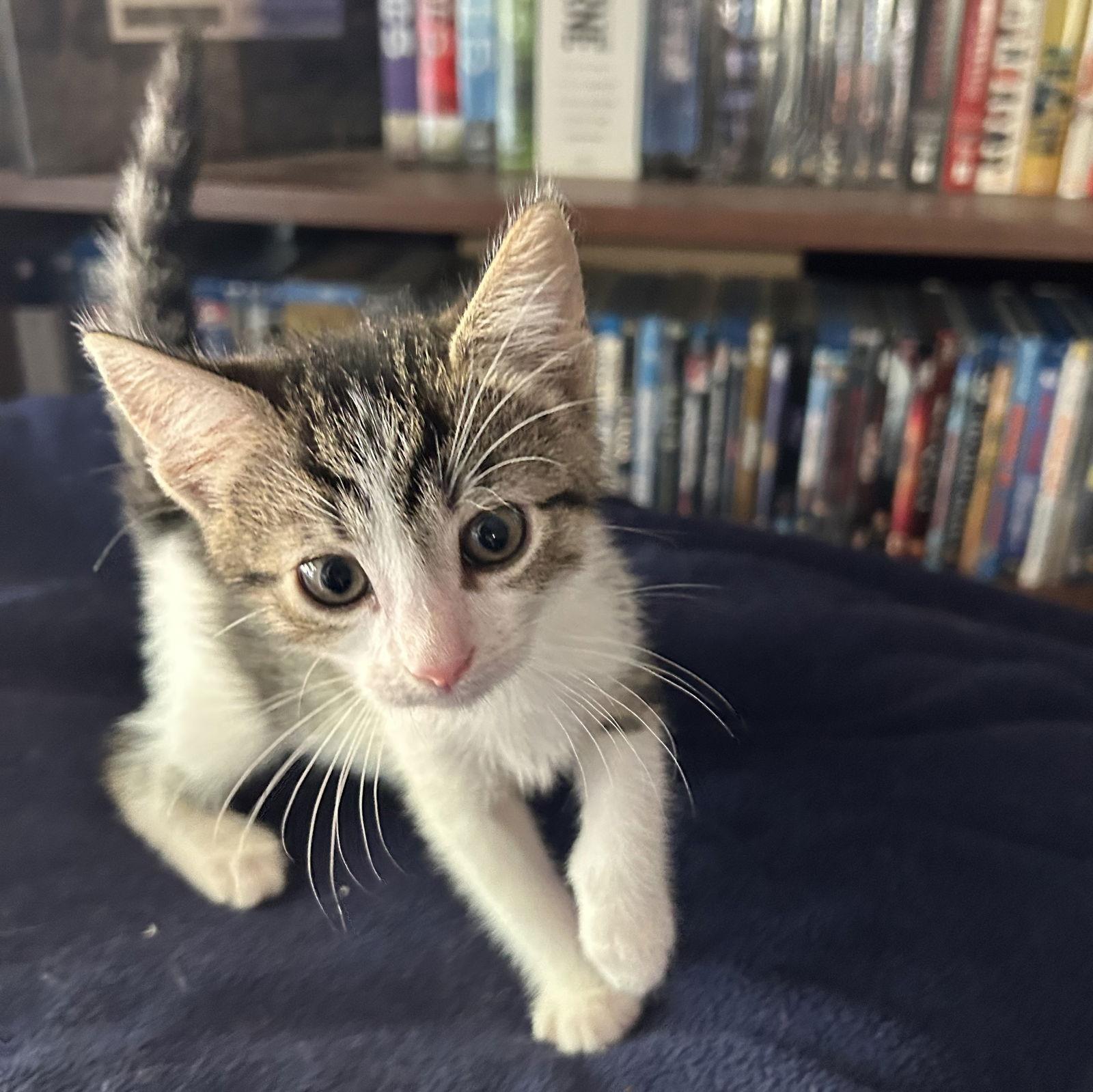 Jean Gray (Courtesy Post), Adoptable, Adult Female Domestic Short Hair.