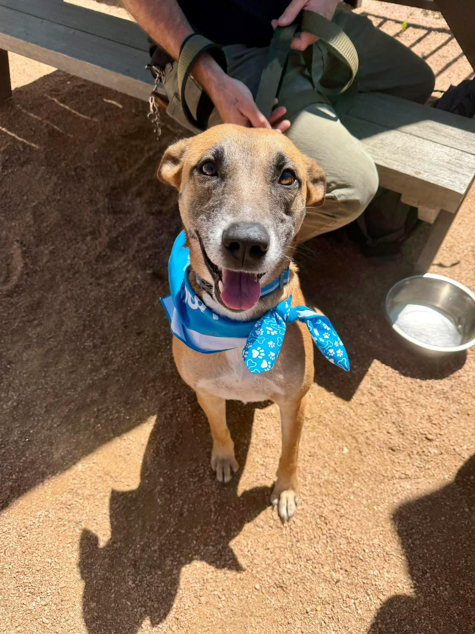 Enlarge Yogurt, a Adoptable mixed breed in Austin, TX image 3/6