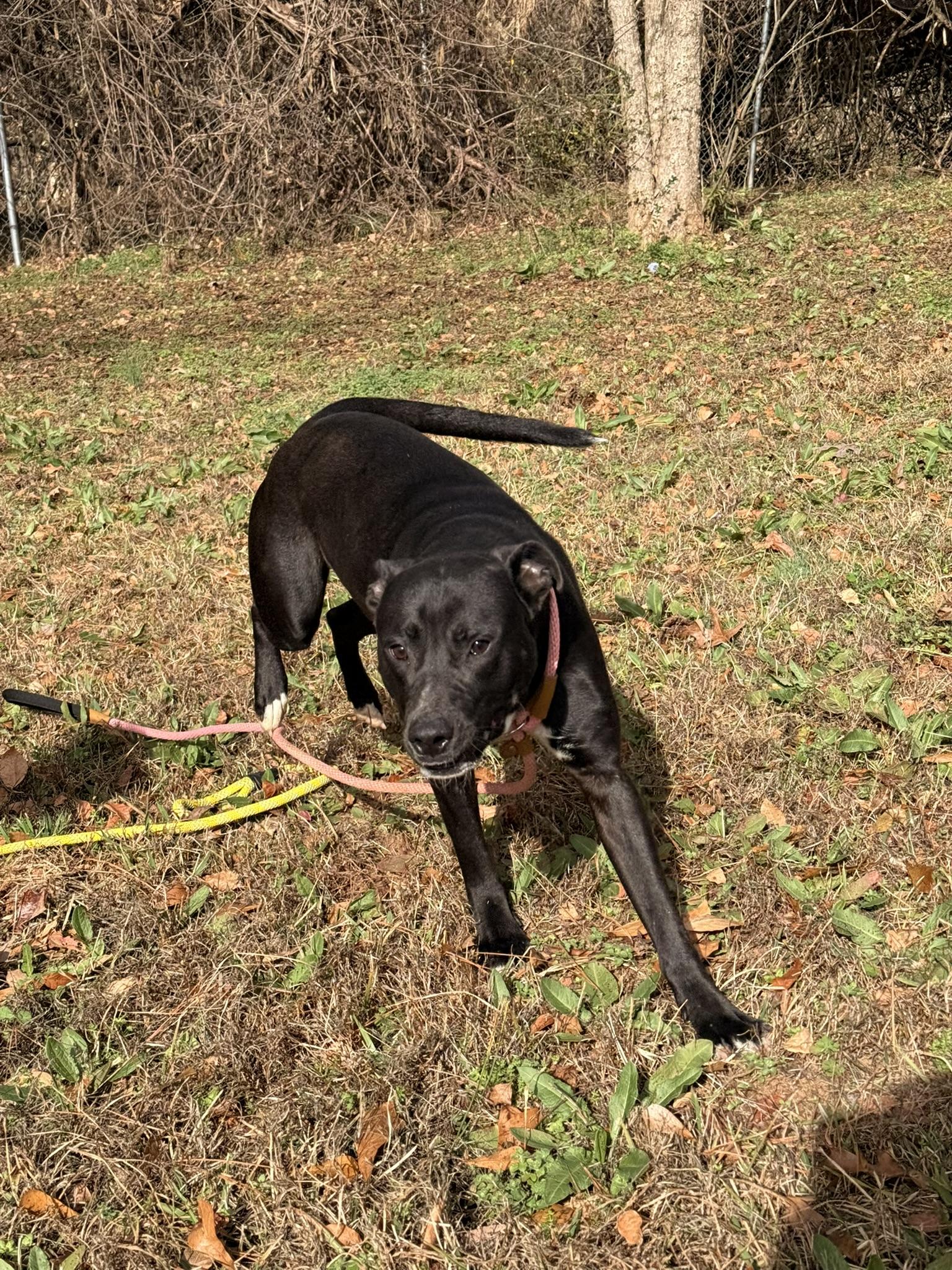 FLIP, ADOPTABLE, Young Male Black Labrador Retriever.